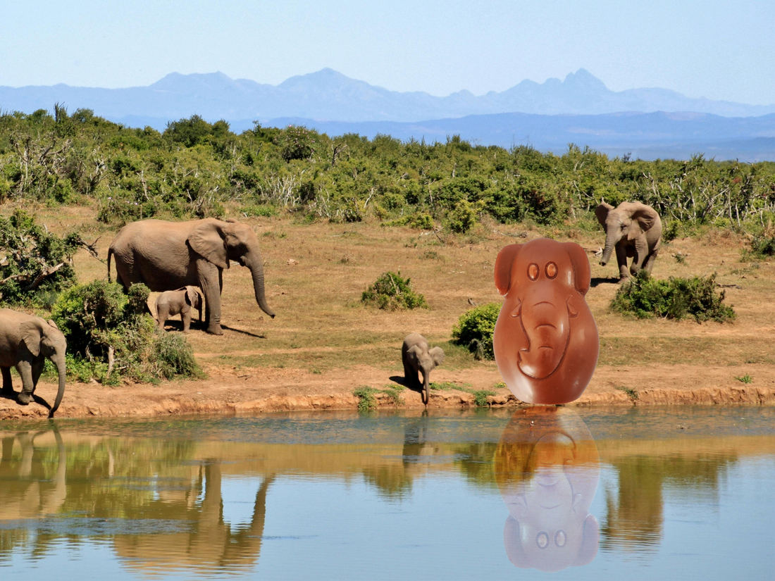 Happy World Elephant Day!